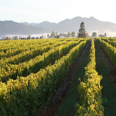 Top New Zealand Wineries 2021 - The Real Review